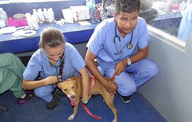 Veterinarios realizan esterilizaciones.