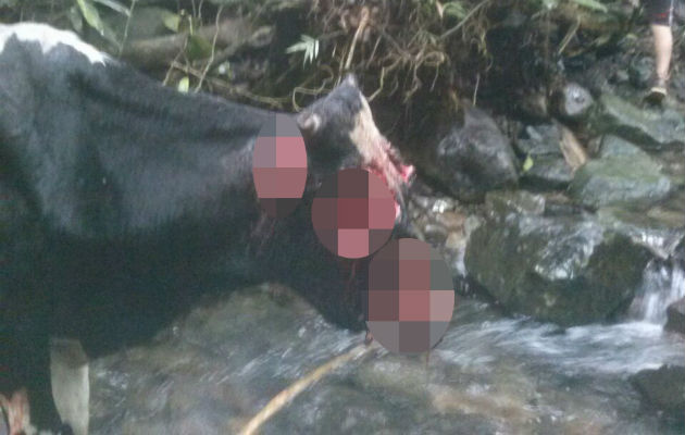 Los animales que quedan vivos deben ser sacrificados. / Foto: José Vásquez