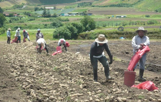 Agricultores siguen esperando que se hagan leyes en su beneficio. / Archivo Gobierno tiene abandonado sector agropecuario del país