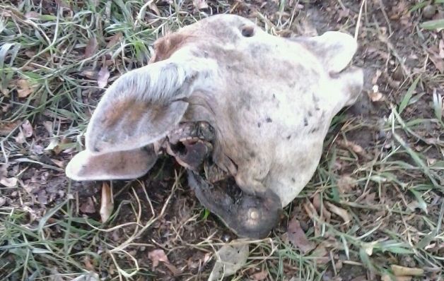 Solo se lograron recuperar 37 reses de las 125 hurtadas. / José Vásquez Hurto pecuario en Chiriquí deja pérdidas cuantiosas