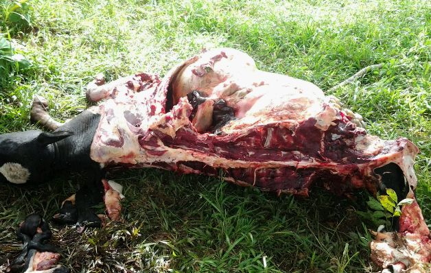 Las reses son sacrificadas sin respetar las normas sanitarias. / José Vásquez Hurto pecuario en Chiriquí deja pérdidas cuantiosas