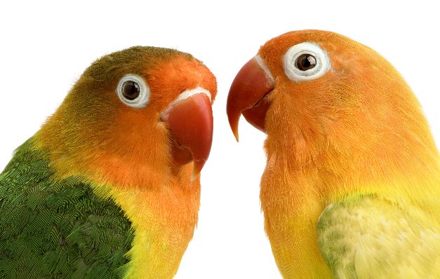 Las aves ya no son tan buscadas como mascotas, para no privarles su libertad. Calidad de vida sin que sufra el bolsillo