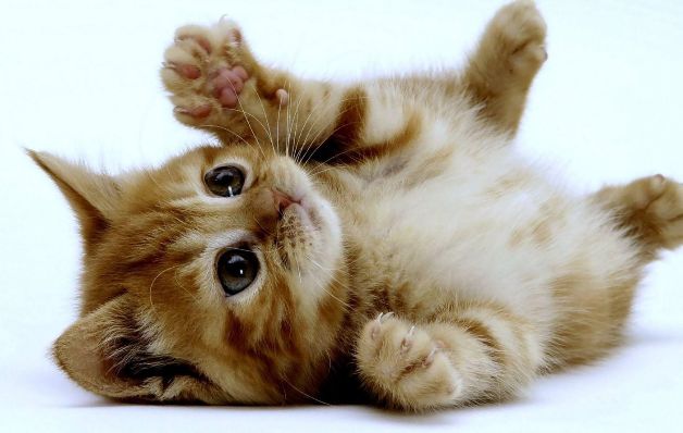 Cuidados básicos de las mascotas
