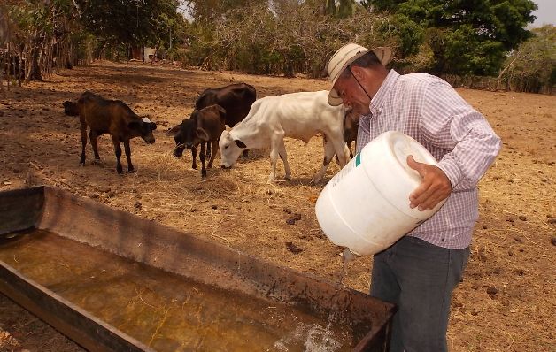 Ganaderos se deshacen de sus animales para no perder dinero. / Archivo Gobierno no tiene política seria para enfrentar sequía
