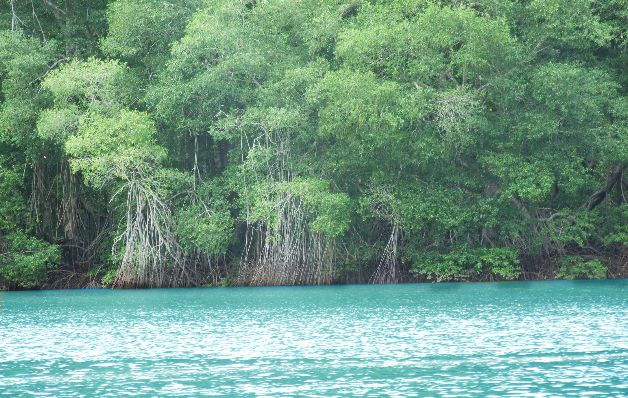 Los paisajes de manglares son un potencial turístico del distrito. / Aldo Bonilla Montijo, entre la devoción religiosa y el ecoturismo