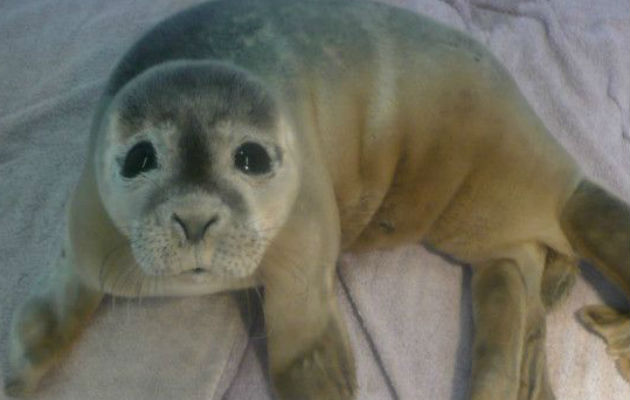 La foca tenía cinco días de nacida cuando fue encontrada. Foto/ BBC