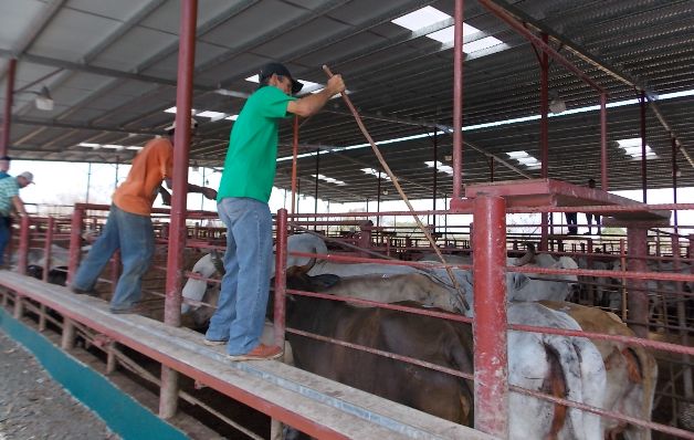 Por la falta de pasto, la alimentación de las reses es más costosa. / Zenaida Vásquez Disminuye en 15% hato en región de Los Santos