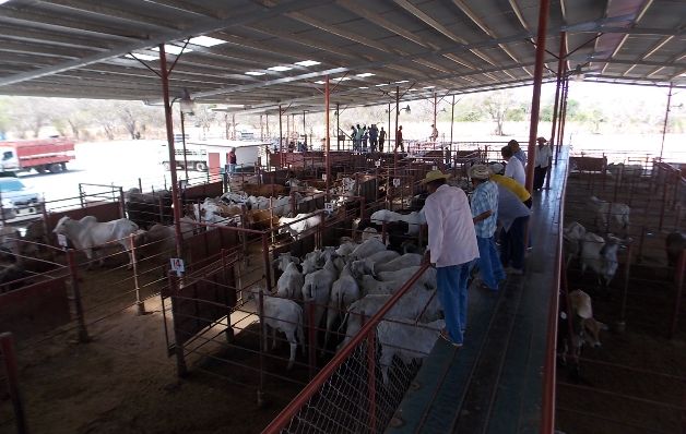 Ganado ha perdido 40% de su peso. / Zenaida Vásquez Disminuye en 15% hato en región de Los Santos