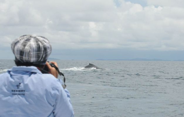 Turistas de distintos países vienen a ver el avistamiento de ballenas. Golfo de Chiriquí, atractivo sitio por su gran diversidad