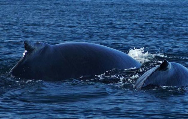 Puede observar a las famosas ballenas jorobadas. Golfo de Chiriquí, atractivo sitio por su gran diversidad