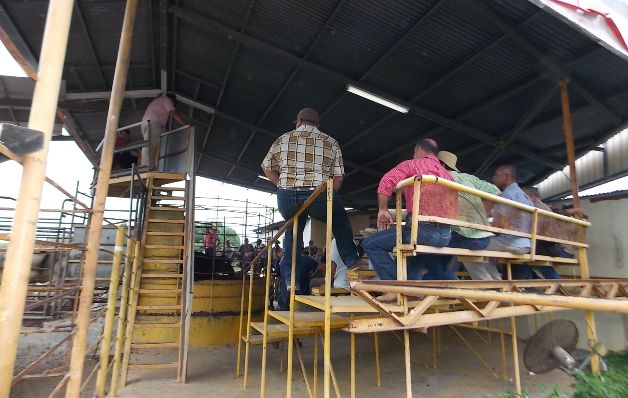 Subastas han incrementado las ventas de ganado. / Zenayda Vásquez Falta de agua para las reses obliga a ganaderos a vender