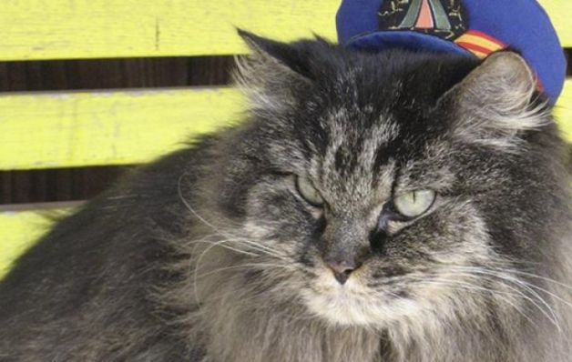 La famosa gata jefa de una estación de trenes de Japón tiene sucesora
