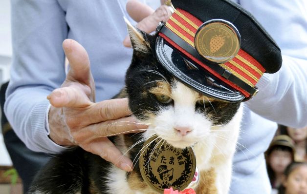 La famosa gata jefa de una estación de trenes de Japón tiene sucesora