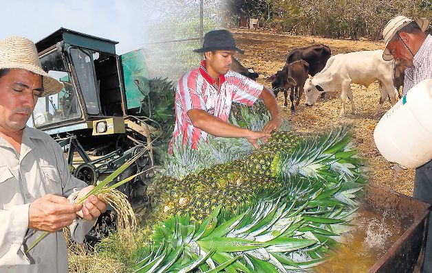 Estado deja modernización del  agro a los productores 