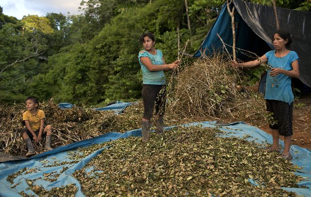 Bolivia logra la mayor reducción de cultivo de coca en 15 años