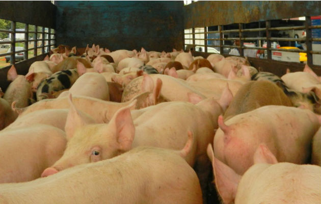 Porcicultores se preparan para enfrentar el cambio climático y la demanda