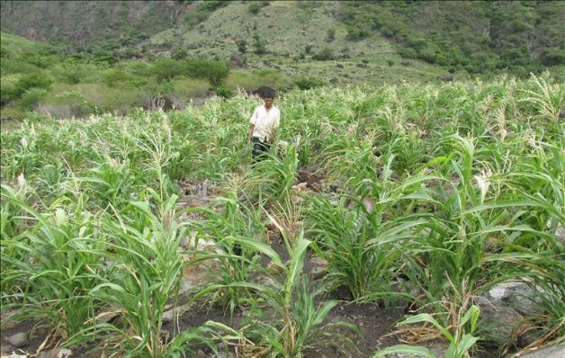 'El Niño' tiene a Honduras al borde de la hambruna 