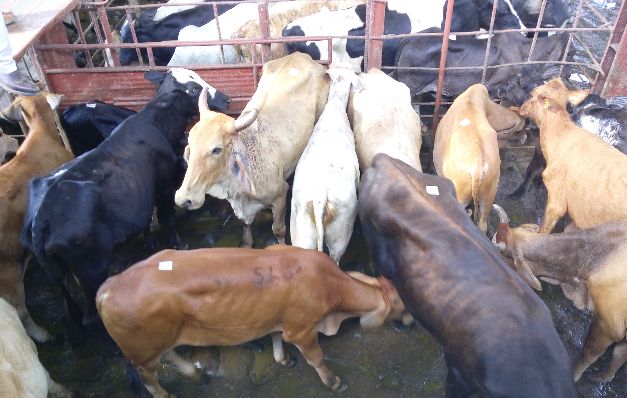 El ganado pierde peso y el pasto se agota  en Chiriquí 