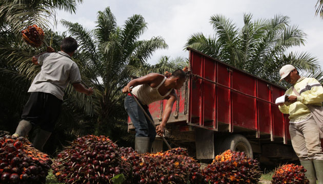 Exportación de aceite de palma hondureña baja