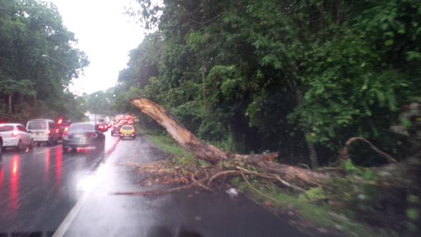 Árbol caído sobre la avenida La Amistad/Foto: Cortesía.