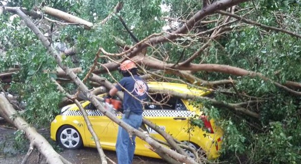 Personal de Sinaproc remueve árbol sobre vía en El Chorrillo./@Sinaproc_Panama