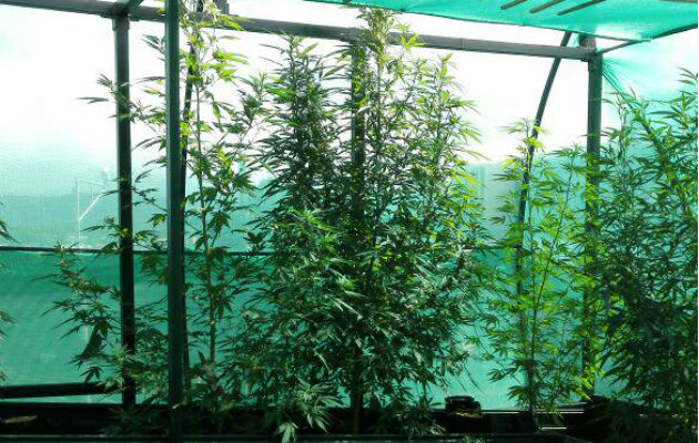 Es el segundo cultivo en dos días