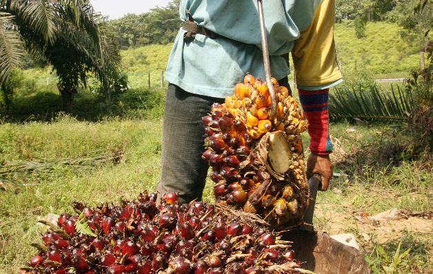 Productores de palma aceitera atraviesan una crisis de precios 