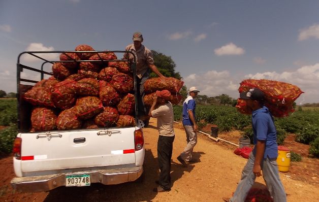 Grupos de vegetales y verduras registraron incremento en junio. / Archivos Naufraga la política pública dirigida a los consumidores