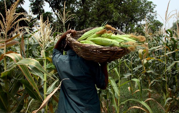 Siembra de maíz avanza, a pesar de los problemas causados por la sequía 