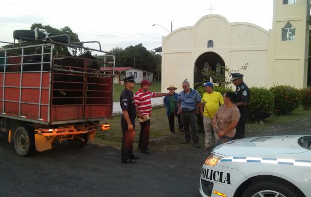 Ganaderos herreranos están preocupados por los constantes hurtos 