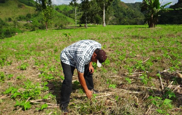 Los productores denunciaron una competencia desleal.