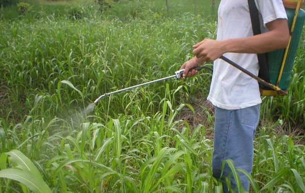 Abono y pesticidas son necesarios para todas las producciones.