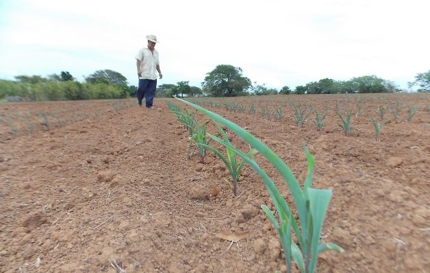 Se monitorean las hectáreas aseguradas para evaluar la gravedad de su estado, lo que se tomará en cuenta para el pago que tendría que hacer el Instituto de Seguro Agropecuario. / Zenaida Vásquez