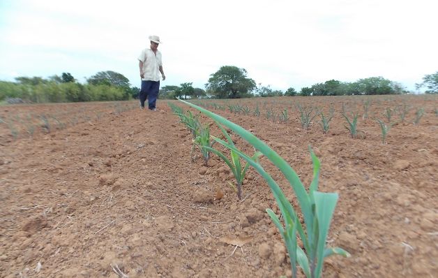  Se monitorean las hectáreas aseguradas para evaluar la gravedad de su estado, lo que se tomará en cuenta para el pago que tendría que hacer el Instituto de Seguro Agropecuario.  / Zenaida Vásquez 