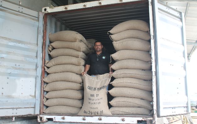 Los cambios de temperatura afectan la producción de café.  / José Vásquez