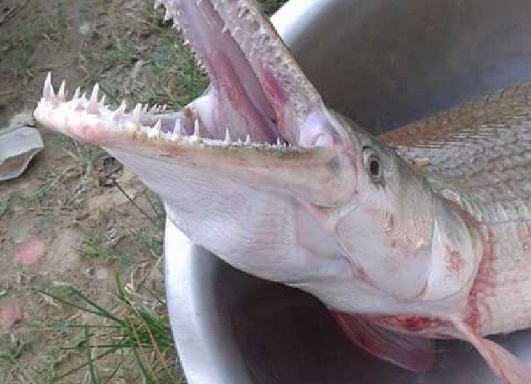 Este animal tiene 200 dientes afilados capaces de desgarrar carne humana /Foto: Soná Avanza.