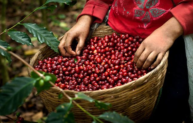 Exportación del café salvadoreño crece  un 261% 