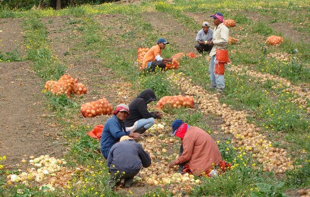  Productores aseguran que la cebolla dañada tiene código de barra de Holanda, mientras que las autoridades descartan la información.  / Cortesía