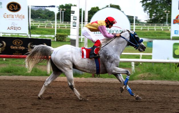 El Mensajero tratará de ganar  hoy su segunda carrera del mes.  / David Beitía