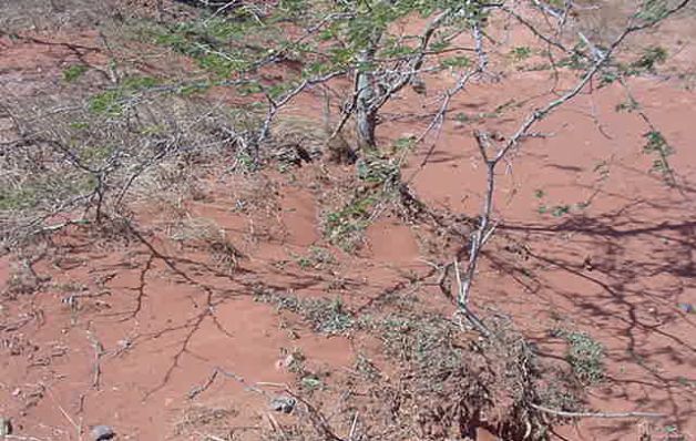 FAO asegura que el 14% de las tierras degradadas del mundo están en la región.  / EFE