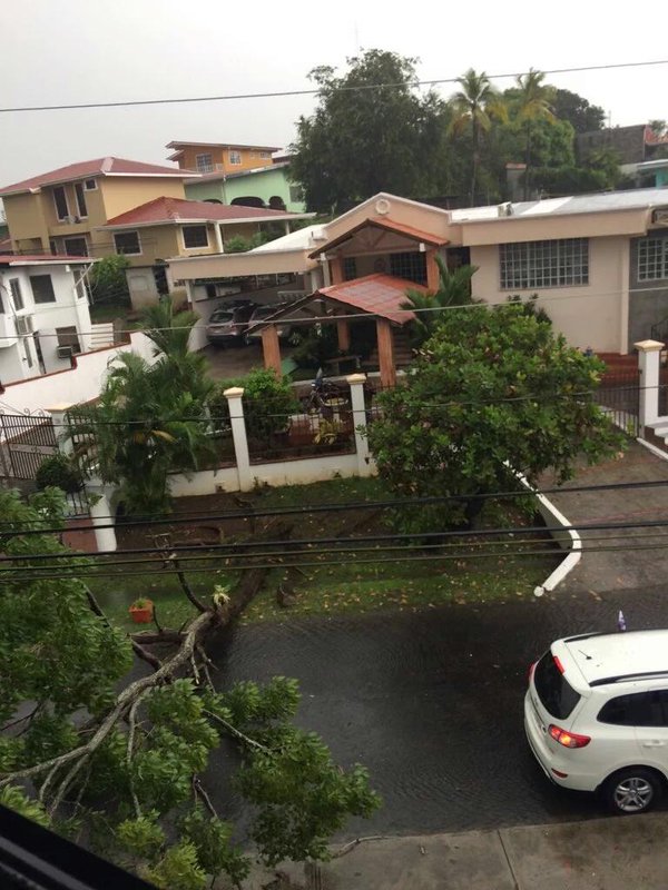 Un árbol de más de 10 metros cayó frente a una residencia en Betania / Foto: redes.