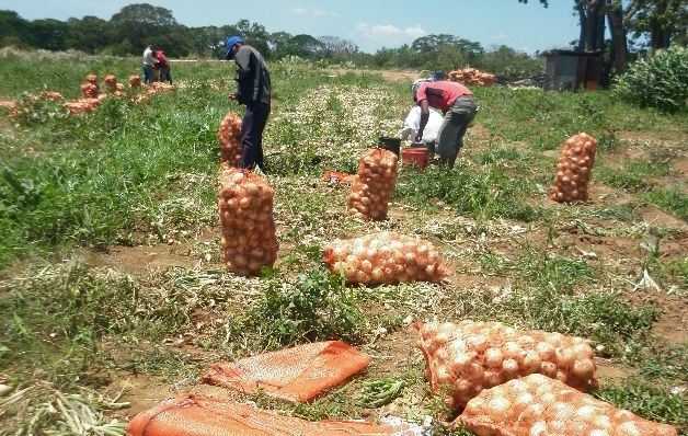 La siembra de  cebolla  pasó de 1,200 hectáreas a 500,  lo que muestra una reducción de  un 58%, reflejando  el impacto de la importación, falta de incentivos y políticas de Estado.  / Archivo