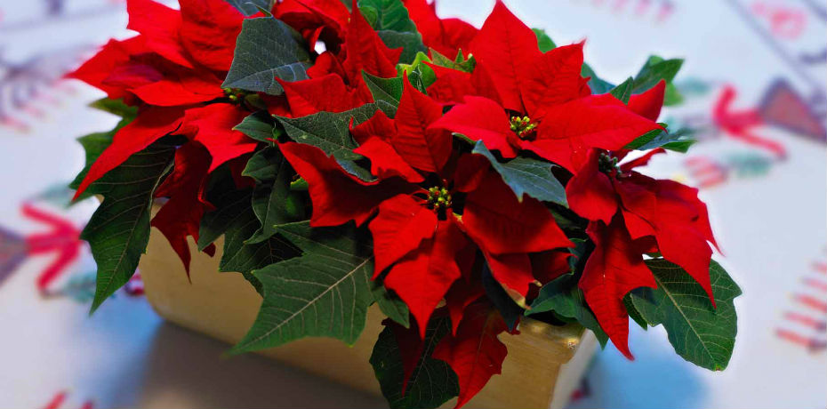 Volver a llamar Disipar Restringir Cómo cuidar la poinsettia o flor de pascua después de Navidad | Panamá  América