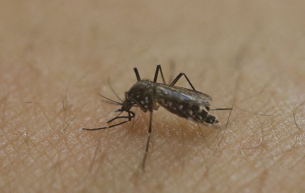 La OMS no recomienda medidas para evitar contagio con zika
