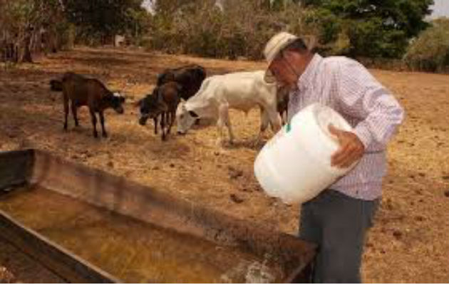 El Banco Nacional de Panamá y el Banco de Desarrollo Agropecuario (BDA) otorgaron préstamos/Archivo.