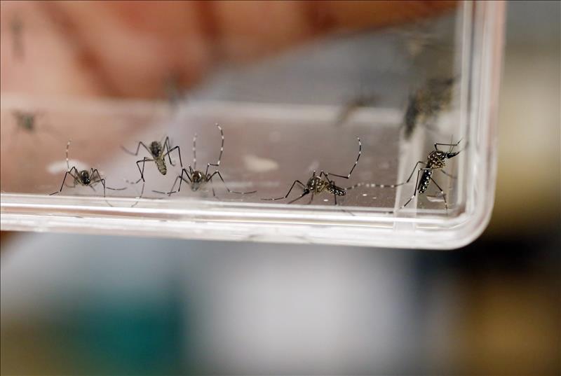 El virus del Zika se transmite por el mosquito