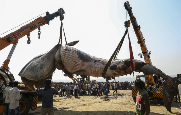 Grúas se llevan el cadáver de la ballena. Foto/ EFE
