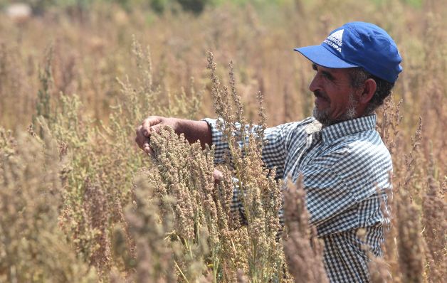 Perú,  productor mundial número uno de quinua 