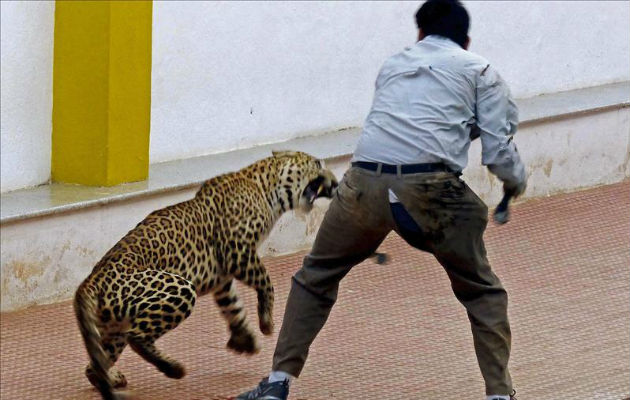 Un hombre intenta capturar a un leopardo en una escuela de Bangalore. Foto:EFE