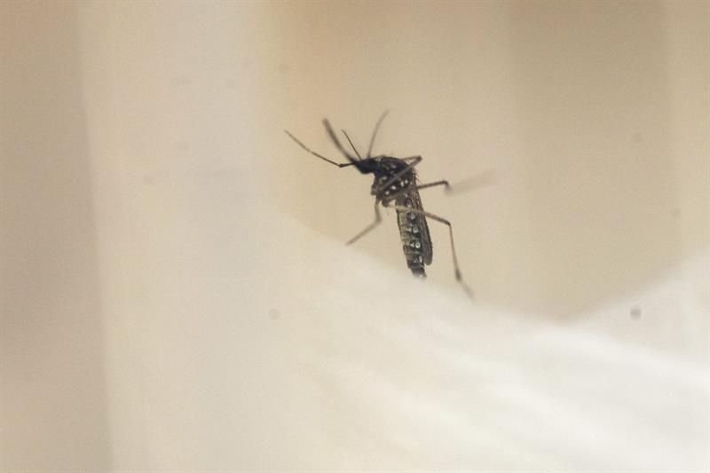 Un ejemplar del mosquito Aedes Aegypti, transmisor del dengue y el zika. EFE